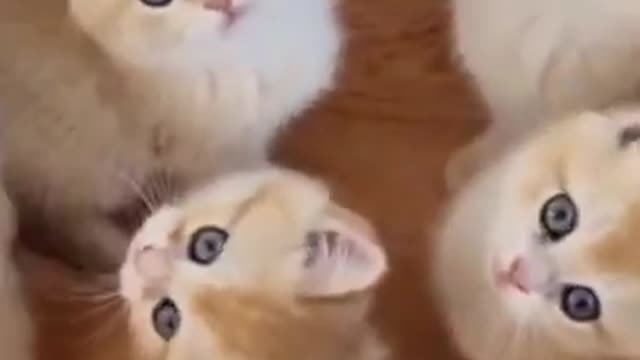 Watch this if you love cats.