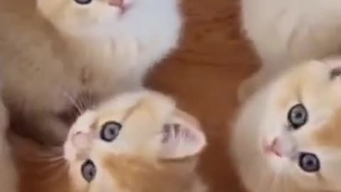 Watch this if you love cats.