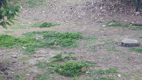 Parrots having fun