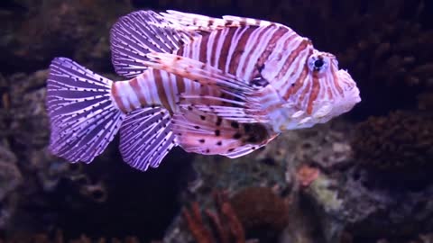 This fish is very beautiful and it feels wearing armor