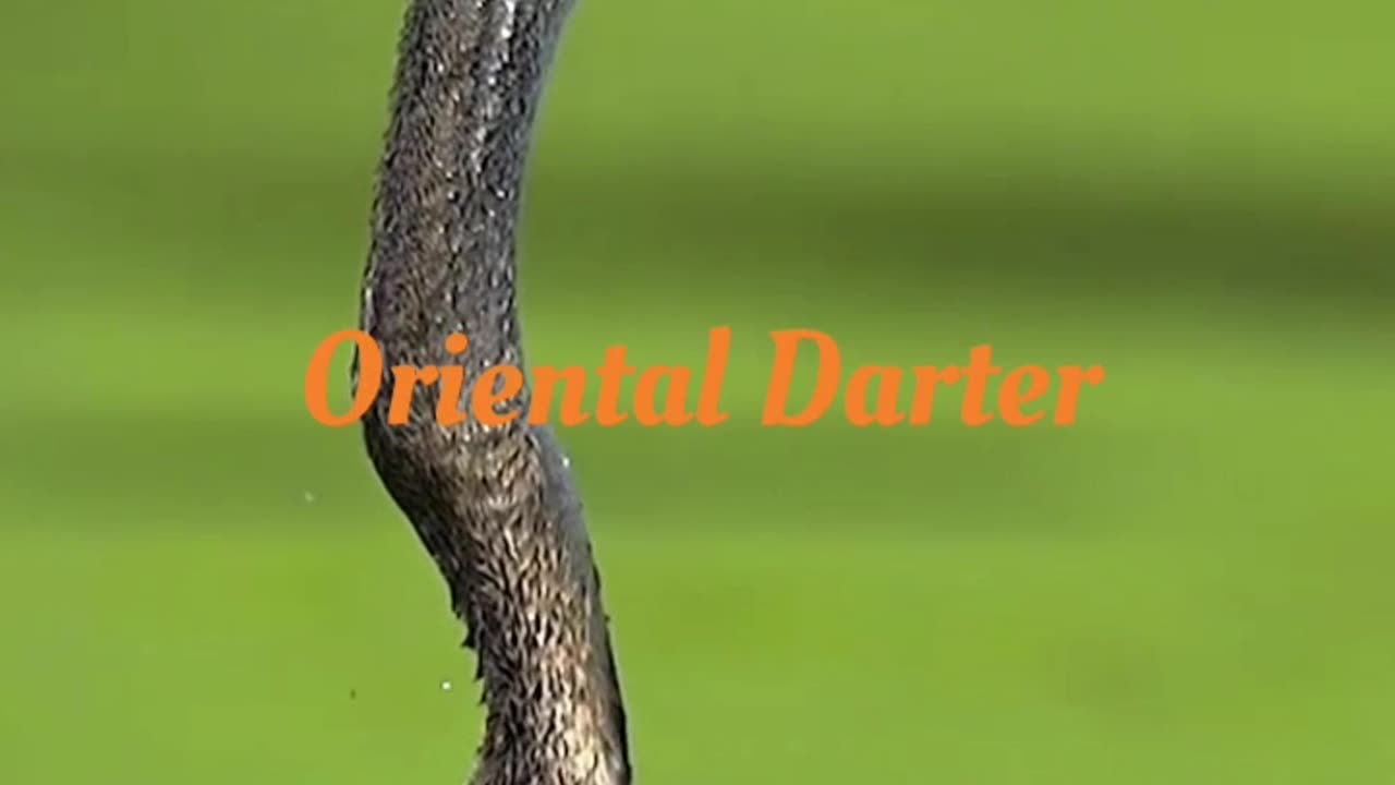 Wonderful scenic beauty 😍Oriental darter