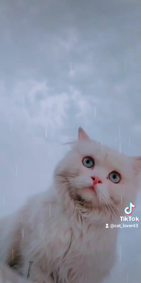 So beautiful cat funny