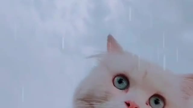 So beautiful cat funny