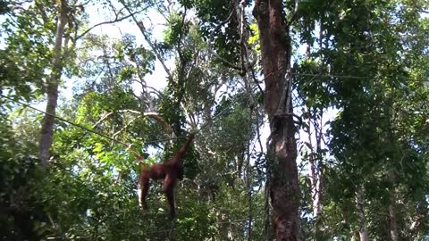 Orangutan in Borneo