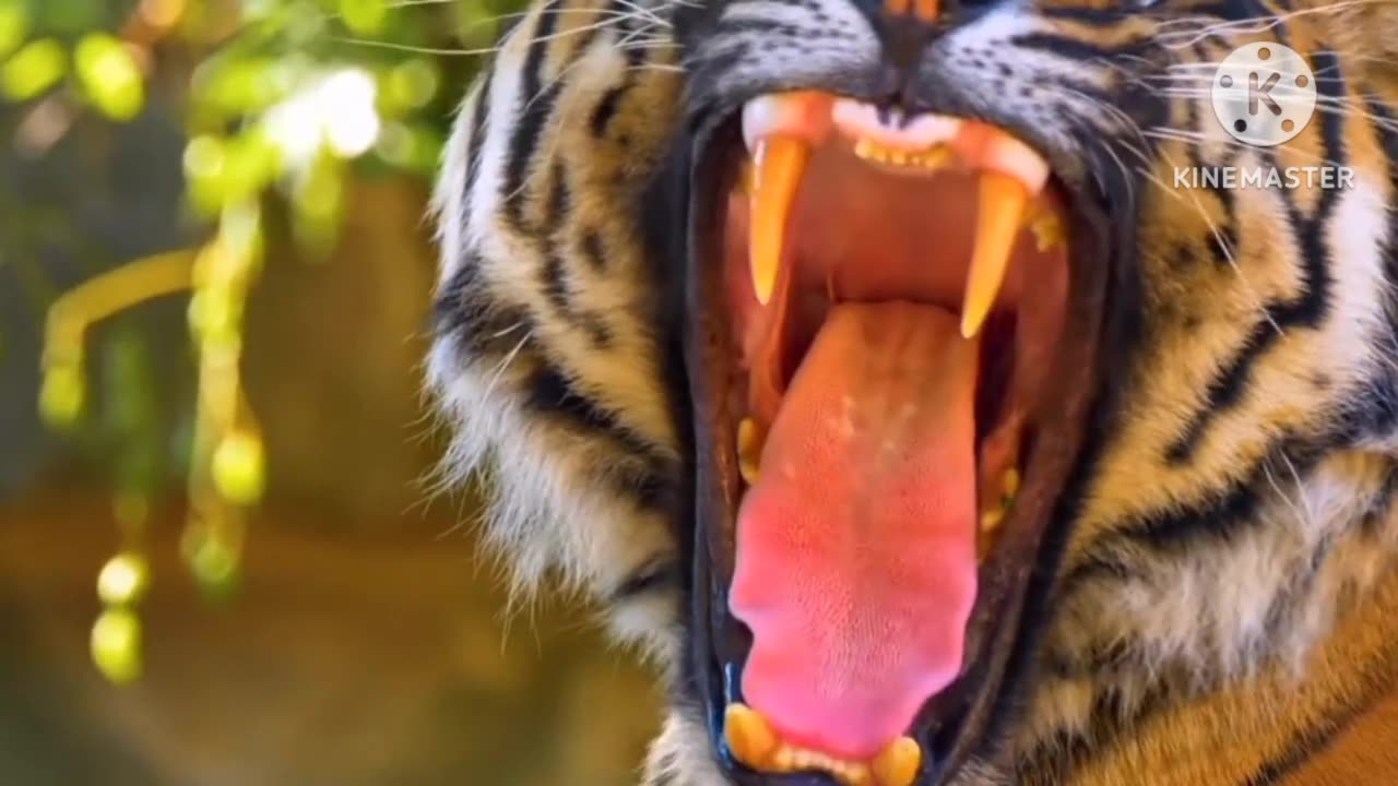 The Hungry Tiger