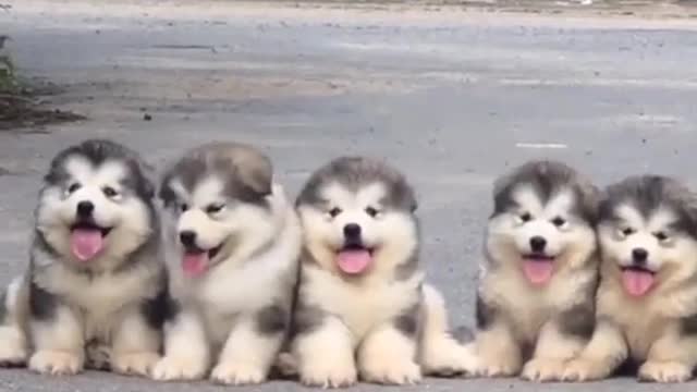 Superb Cute Dogs | Wow this so pretty | Animal short video