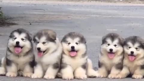 Superb Cute Dogs | Wow this so pretty | Animal short video