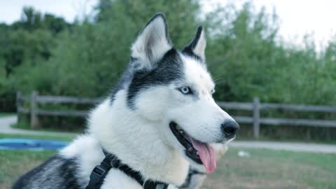 husky dog