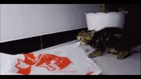 Short clip of funny cat 🐈 😄😄