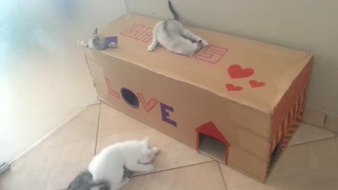 Cats playing