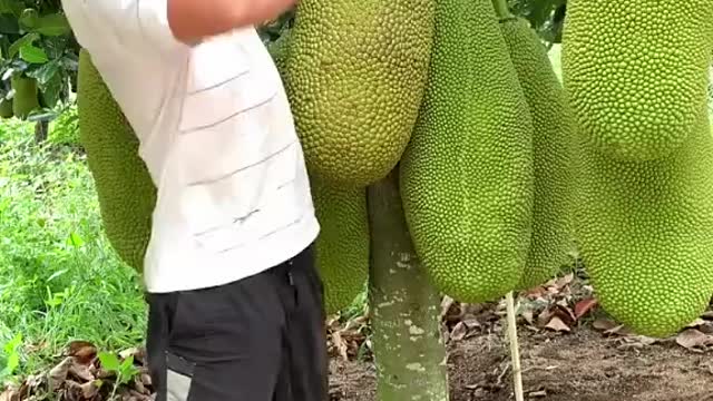 Jackfruit from China Farmer