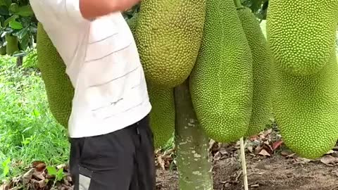 Jackfruit from China Farmer