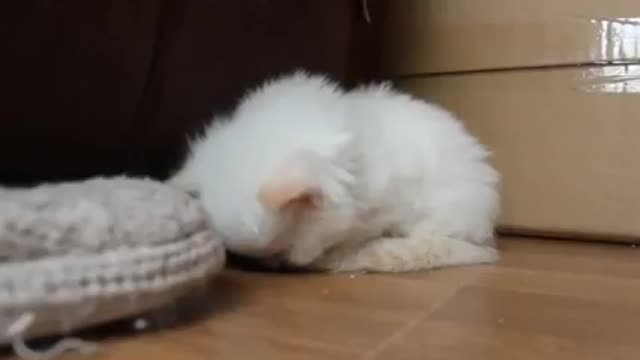 Funny cat video 1