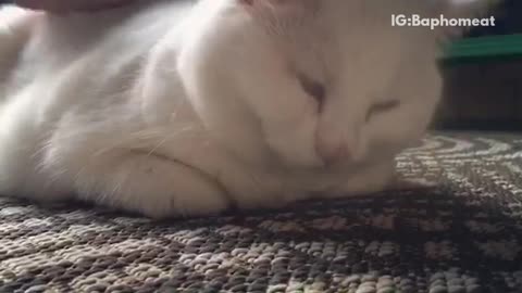 White cat sleeping and getting pet