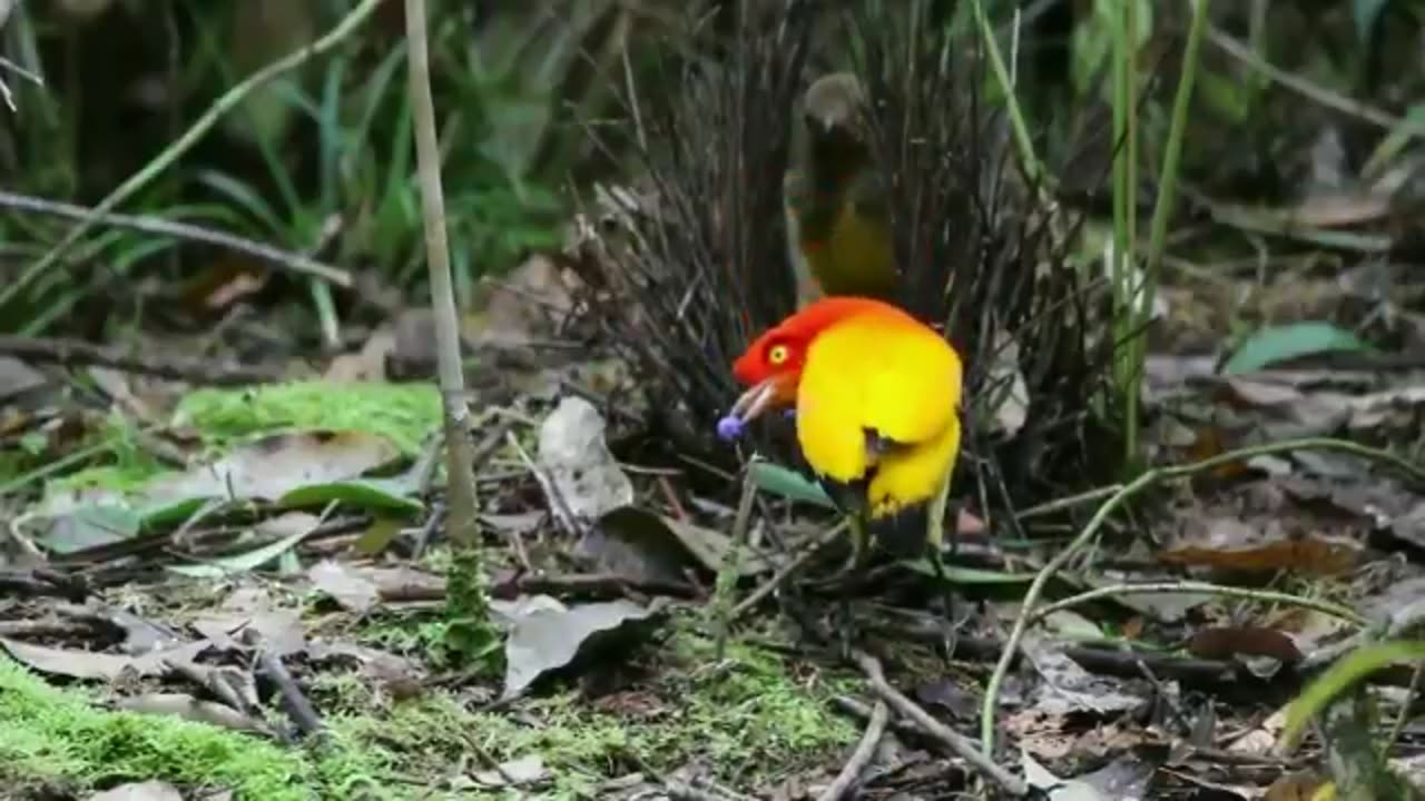 Flame Bowerbird (Sericulus ardens)🐦