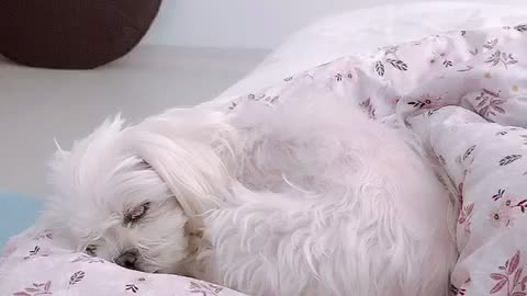 My puppy sleeps in my bed