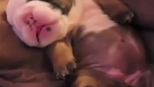 Dog what a beautiful thing sleeping is