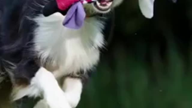 Nice Top Cute funny dog videos!! And Instagram!! #shorts#usa#97#viral