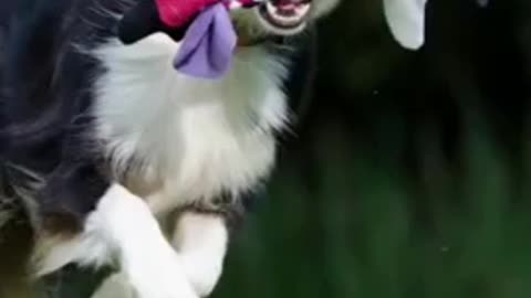 Nice Top Cute funny dog videos!! And Instagram!! #shorts#usa#97#viral