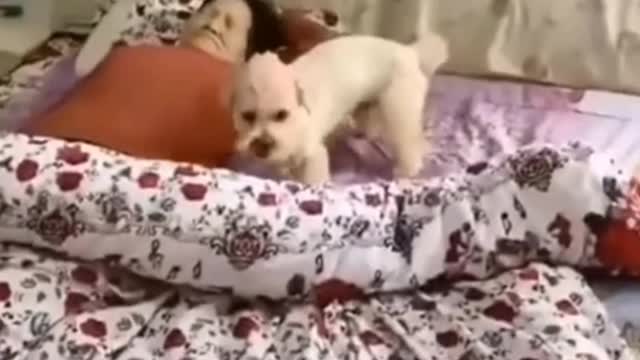 Cute Dog complition Funny Dogs