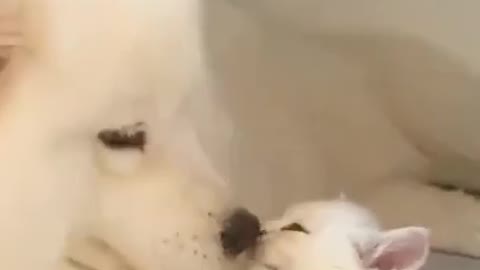 The cat and the white dog are playing