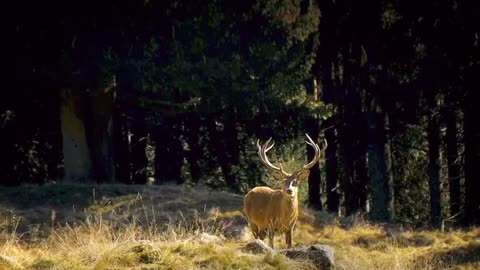 A sika deer.