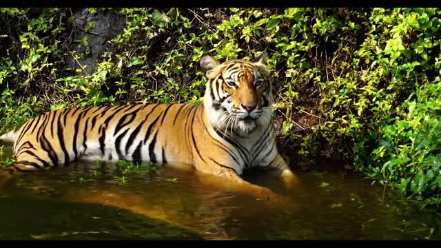 A tiger crouches in the water to cool off