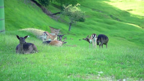 Deer in nature with sunset in background