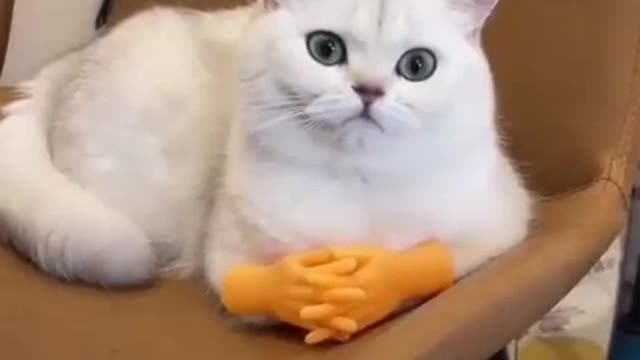 Funny Cat's