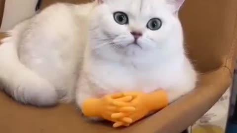 Funny Cat's