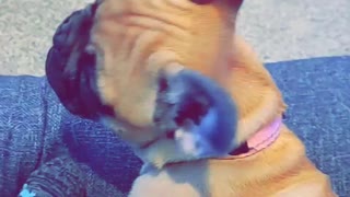 Meet Phoebe!