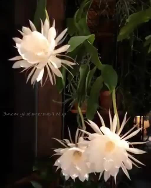 A flower that blooms at night once a year:Цветок, который цветет ночью раз в году