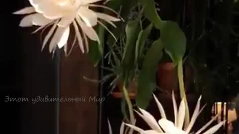 A flower that blooms at night once a year:Цветок, который цветет ночью раз в году