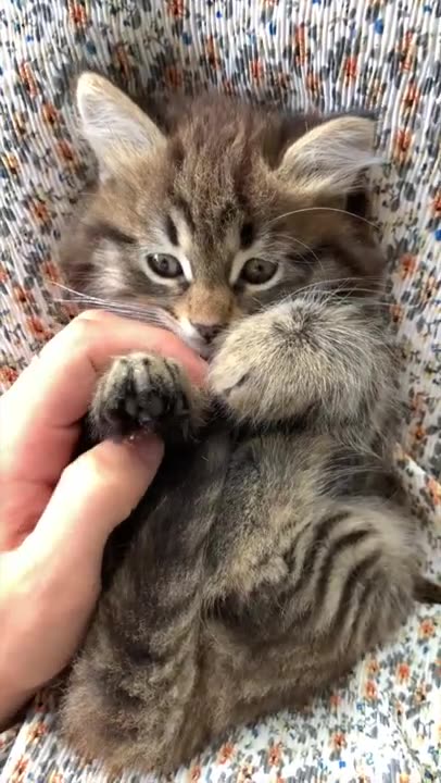 Cute Persian Cat Playing With Me | Funny Animals Video #shorts