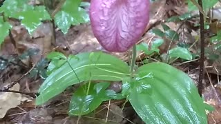 Lady's Slipper