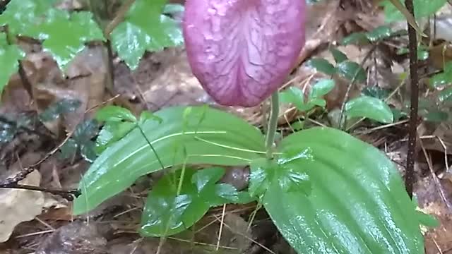 Lady's Slipper