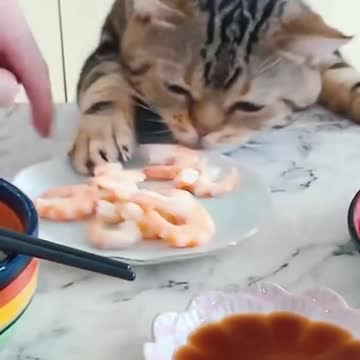 These funny cats and dogs 😂 😹 Fresh jokes 😻 👍