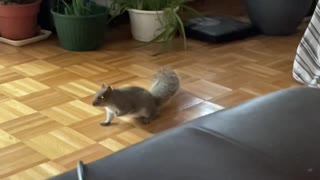 squirrel run into the house