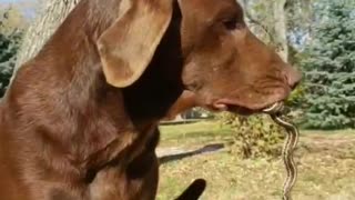 Pup Shows Off Slithering Prize