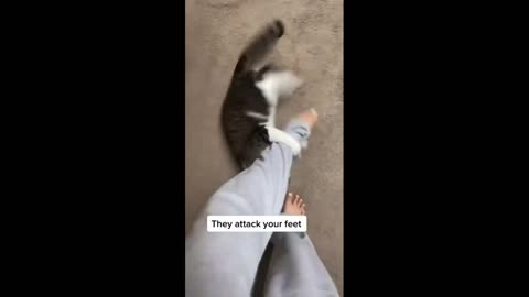 Cute and Funny Cat Videos Compilation 😺😺😺😺