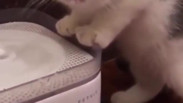 Cute, Funny Kiitten Drinking from Water Fountain