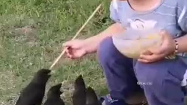 Birds know
