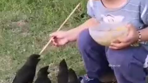 Birds know