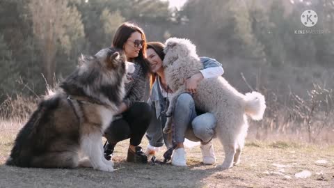dog video