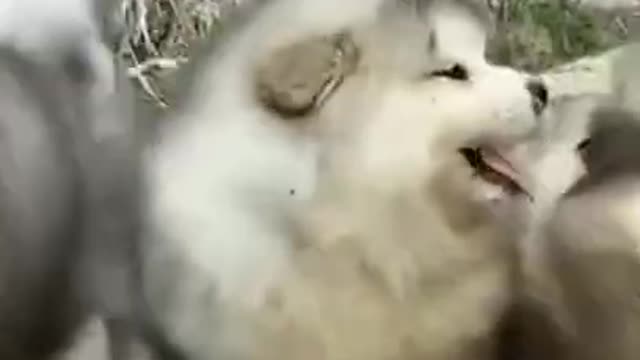 Cute little dogs and cats.🐶🐈