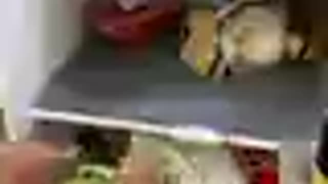 Smart and Funny Dog Video!