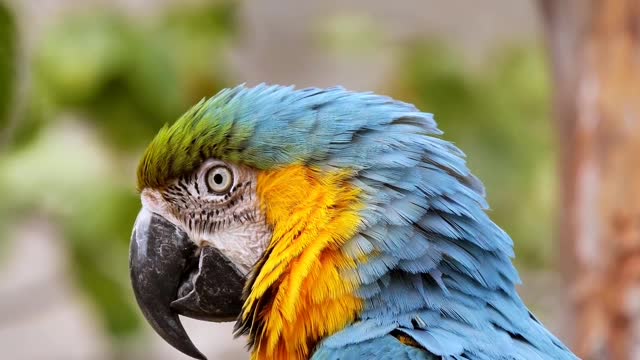 Beautiful parrot in the green forest