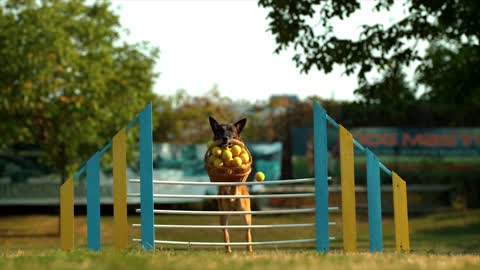 Dog trying to jump over the roap with a basket full of balls