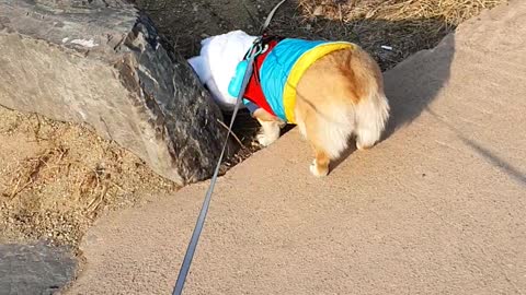 Welsh Corgi loves water.