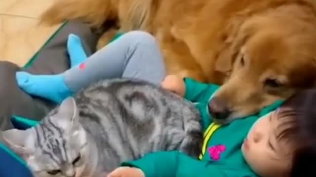 Cat&dog funny video